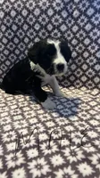 Phil, a male Bernedoodle for sale in Camp Douglas, WI – 1 of 3