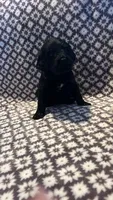 Penny, a female Bernedoodle for sale in Camp Douglas, WI – 2 of 2