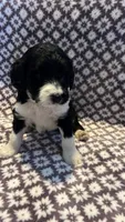 Peter, a male Bernedoodle for sale in Camp Douglas, WI – 2 of 4