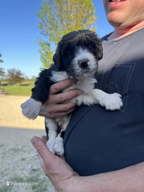 Prince – Bernedoodle puppy for sale in Camp Douglas, WI