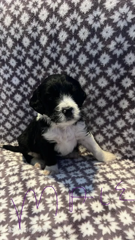 Prince – Bernedoodle puppy for sale in Camp Douglas, WI