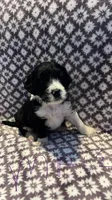 Prince, a male Bernedoodle for sale in Camp Douglas, WI – 1 of 3