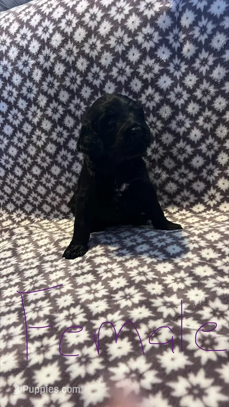 Penny – Bernedoodle puppy for sale in Camp Douglas, WI