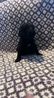 Penny, a female Bernedoodle for sale in Camp Douglas, WI – 1 of 2
