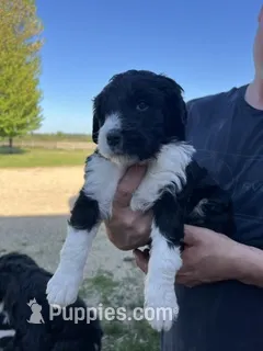 Peter – Bernedoodle puppy for sale in Camp Douglas, WI