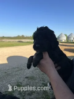 Pansy – Bernedoodle puppy for sale in Camp Douglas, WI