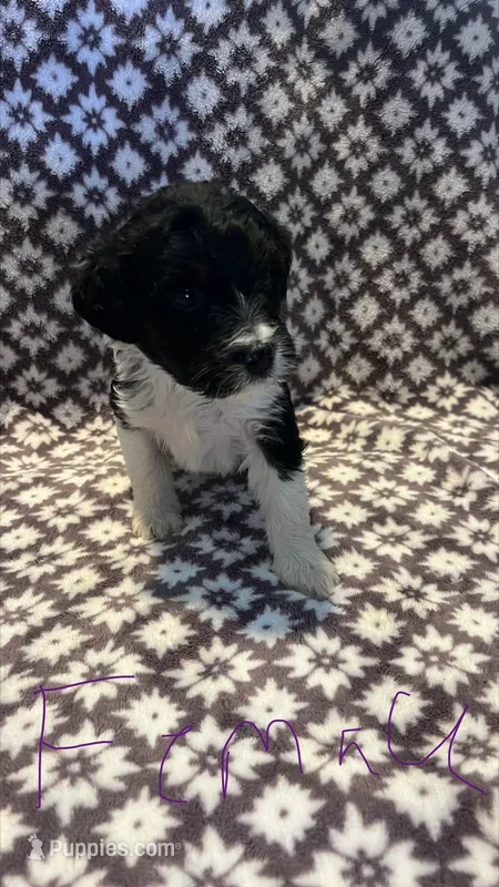 Peanut – Bernedoodle puppy for sale in Camp Douglas, WI