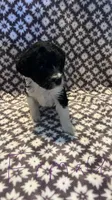 Peanut, a female Bernedoodle for sale in Camp Douglas, WI – 1 of 3