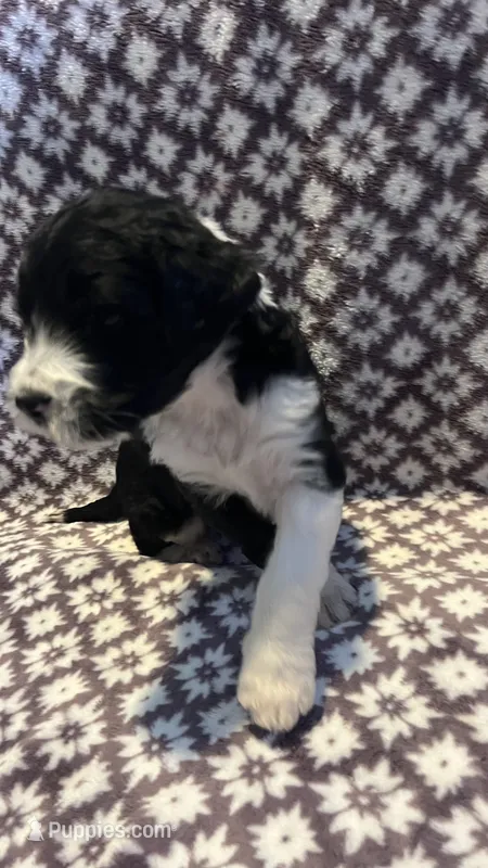 Peter – Bernedoodle puppy for sale in Camp Douglas, WI