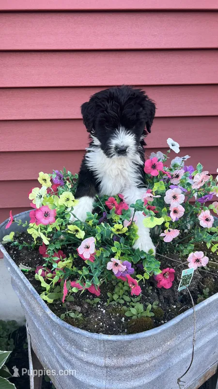 Prince – Bernedoodle puppy for sale in Camp Douglas, WI