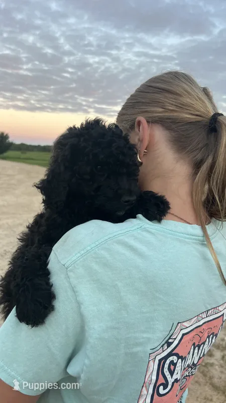 Sarah – Poodle - Standard  puppy for sale in Camp Douglas, WI