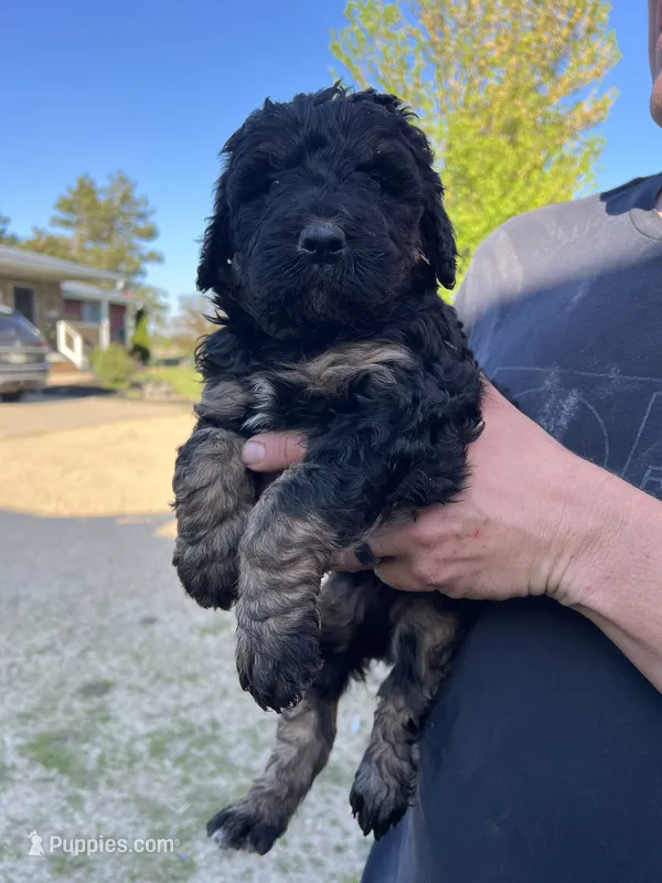 Paul – Bernedoodle puppy for sale in Camp Douglas, WI