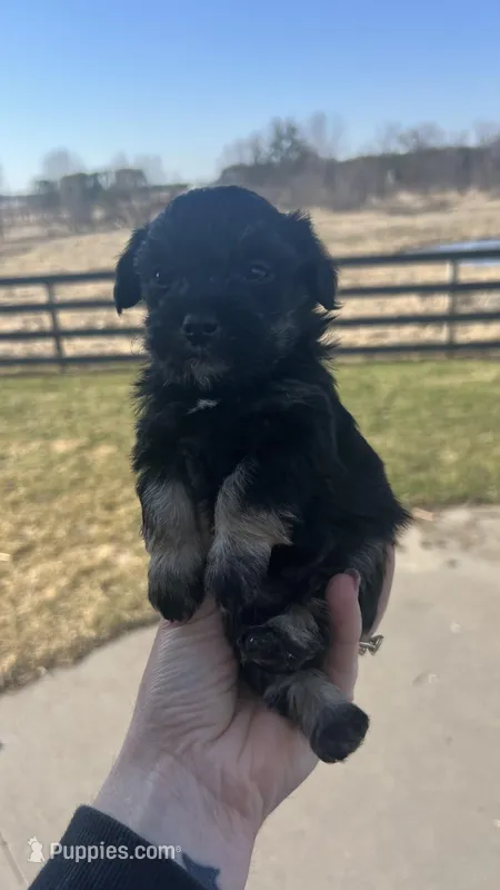 Mason – Schnoodle puppy for sale in Camp Douglas, WI
