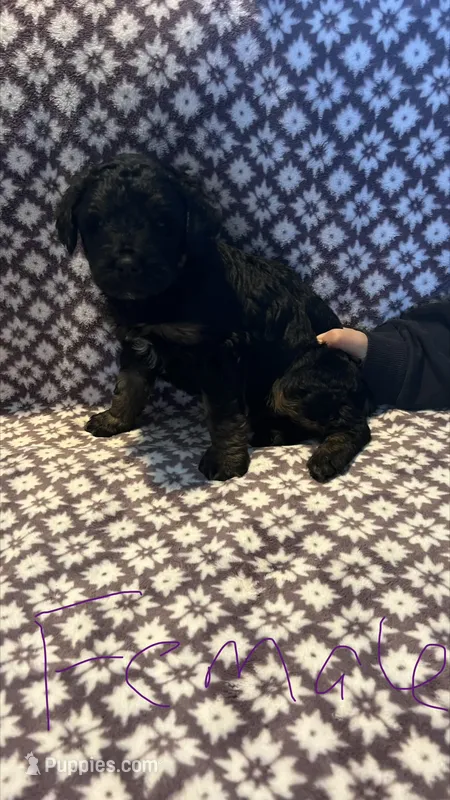 Pansy – Bernedoodle puppy for sale in Camp Douglas, WI