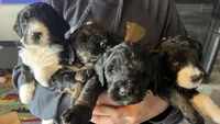 Prince, a male Bernedoodle for sale in Camp Douglas, WI – 3 of 3