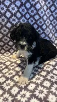 Peanut, a female Bernedoodle for sale in Camp Douglas, WI – 3 of 3