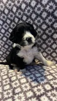 Prince, a male Bernedoodle for sale in Camp Douglas, WI – 2 of 3