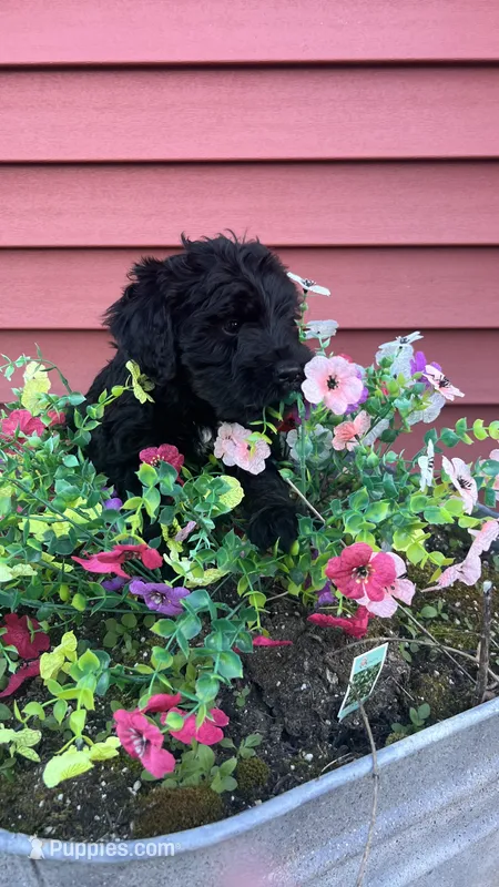 Penny – Bernedoodle puppy for sale in Camp Douglas, WI