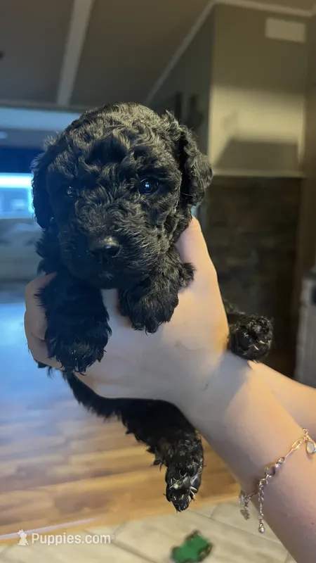 Susie – Poodle - Standard  puppy for sale in Camp Douglas, WI