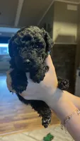 Susie, a female Poodle - Standard  for sale in Camp Douglas, WI – 1 of 2