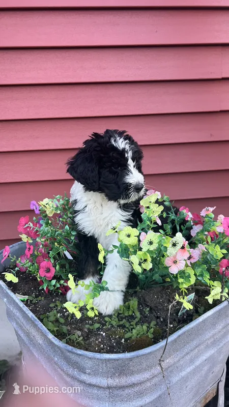 Phil – Bernedoodle puppy for sale in Camp Douglas, WI