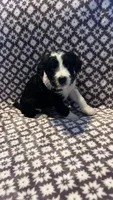 Phil, a male Bernedoodle for sale in Camp Douglas, WI – 3 of 3
