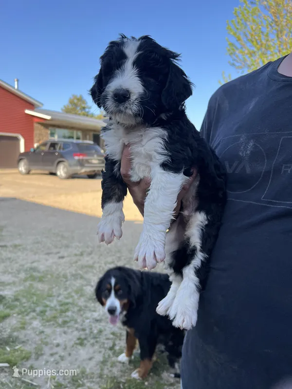 Phil – Bernedoodle puppy for sale in Camp Douglas, WI