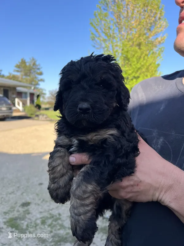 Pansy – Bernedoodle puppy on hold in Camp Douglas, WI