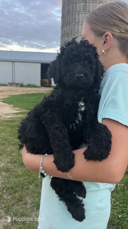 Sammy – Poodle - Standard  puppy for sale in Camp Douglas, WI