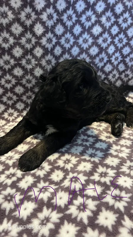 Paul – Bernedoodle puppy for sale in Camp Douglas, WI
