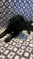 Paul, a male Bernedoodle for sale in Camp Douglas, WI – 1 of 2