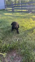 Sarah, a female Poodle - Standard  for sale in Camp Douglas, WI – 3 of 3