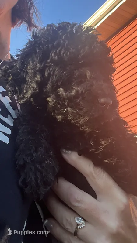 Stan – Poodle - Standard  puppy for sale in Camp Douglas, WI
