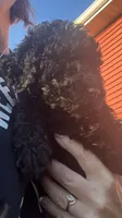 Stan, a male Poodle - Standard  for sale in Camp Douglas, WI – 1 of 2