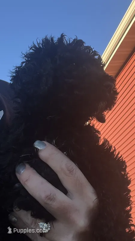 Sarah – Poodle - Standard  puppy for sale in Camp Douglas, WI