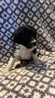Peanut, a female Bernedoodle for sale in Camp Douglas, WI – 2 of 3