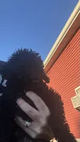 Sarah, a female Poodle - Standard  for sale in Camp Douglas, WI – 2 of 3