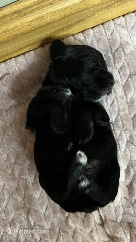 Molly – Schnoodle puppy for sale in Camp Douglas, WI