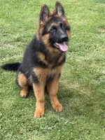 Mr Simba, a male German Shepherd Dog for sale in Levittown, PA – 5 of 8