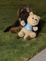 Mr Simba, a male German Shepherd Dog for sale in Philadelphia, PA – 3 of 10