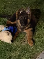 Mr Simba, a male German Shepherd Dog for sale in Philadelphia, PA – 2 of 10