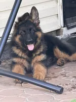 Mr Simba, a male German Shepherd Dog for sale in Philadelphia, PA – 1 of 10