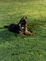 Mr Simba, a male German Shepherd Dog for sale in Philadelphia, PA – 7 of 10