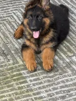 Mr Simba, a male German Shepherd Dog for sale in Philadelphia, PA – 4 of 10