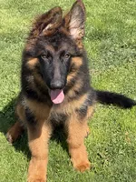 Mr Simba, a male German Shepherd Dog for sale in Philadelphia, PA – 8 of 10