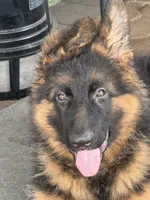 Mr Simba, a male German Shepherd Dog for sale in Philadelphia, PA – 6 of 10