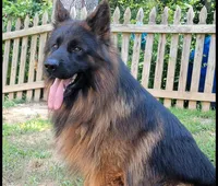 Mr Simba, a male German Shepherd Dog for sale in Philadelphia, PA – 9 of 10