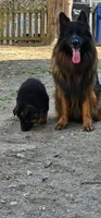 Mr Simba, a male German Shepherd Dog for sale in Philadelphia, PA – 10 of 10