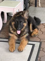 Mr Simba, a male German Shepherd Dog for sale in Philadelphia, PA – 5 of 10