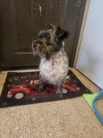 Cookie , a female Miniature Schnauzer for sale in Chicopee, MA – Photo 2 of 2